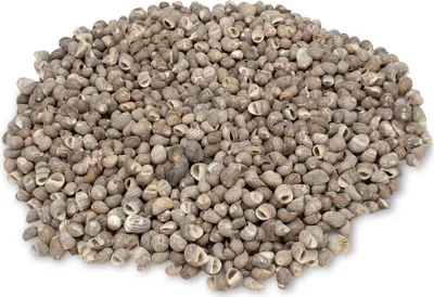 Produktbild von NaDeco Nerita polita 1 kg, 1-2 cm, kleine Schneckenhäuser, Deko, Glatt und glänzend, Für Streudeko und Mosaik
