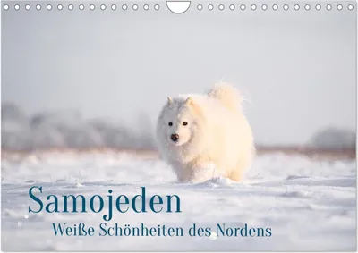 Produktbild von Samojeden - Liebenswerte Fellkugeln (Wandkalender 2026 DIN A4 quer), CALVENDO Monatskalender