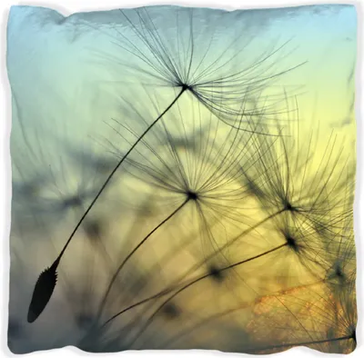 Produktbild von Wallario Premium Kissen, weiche Oberfläche, mit Motiv Samen der Pusteblume in Nahaufnahme vor blauem Himmel, Größe: 40 x 40 cm, mit weißer Rückseite