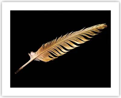 Produktbild von Poster - Poster ohne Rahmen - Golden Feder Schwarz - 50x40 cm - Wand Bild - Wanddeko - Wandbilder - Kunstposter - Wandposter - Bilder - Kunstdruck - Wanddekoration - Wandbild - P2XAA50x40-4887