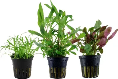 Produktbild von Pflanzen Set mit 3 Einsteiger Topf Aquarium Wasserpflanzen AquaOne Nr.128