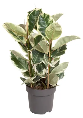 Zdjęcie produktu dla Ficus Elastica Tineke - 90-100cm - Ø27cm - Roślina doniczkowa - Zimozielony