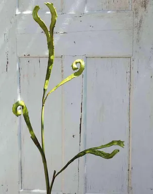 Produktbild von artplants.de Künstlicher Drachenweiden Zweig ADELFOS, grün, 85cm - Kunstzweig Drachenweiden