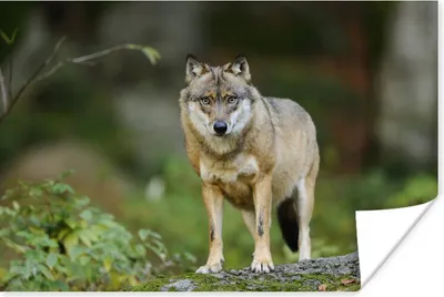 Produktbild von MuchoWow® Poster Wolf - Asien - Pflanzen 60x40 cm - Schlafzimmerdekoration