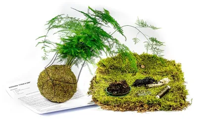 Zdjęcie produktu dla Gardners Kokedama "Vyrob si sám" Asparagus plumosus (L)