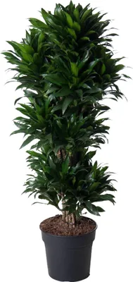 Zdjęcie produktu dla Smocze drzewo - Dracaena compacta - Carousel - ok. 140 cm wysoko?ci - 5 pni