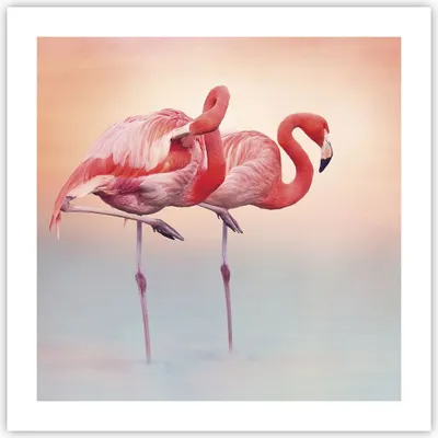 Produktbild von Poster - Poster ohne Rahmen - Flamingos Exotik Vögel - 50x50 cm - Wand Bild - Wanddeko - Wandbilder - Kunstposter - Wandposter - Bilder - Kunstdruck - Wanddekoration - Wandbild - P2XAC50x50-5044