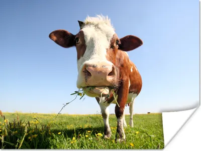 Produktbild von MuchoWow® Poster Kuh - Tiere - Blumen - Gras 160x120 cm - Foto Plakat
