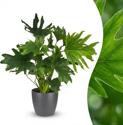 Image de Green boutiQ - Plante d'intérieur - Philodendron - Philodendron Lickety split - Vert - Peu d'entretien - 1 plante - avec pot gris - Pot 19 cm - Hauteur 70 cm