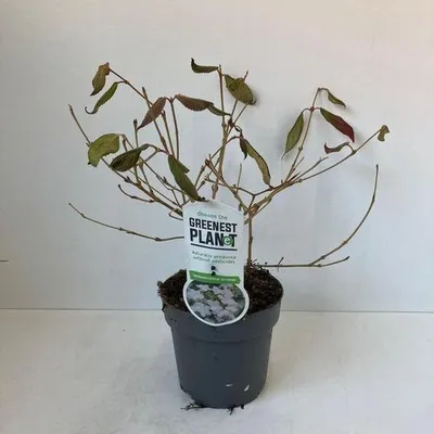 Immagine prodotto di Viburnum plic. 'Watanabe' - Viburno giapponese | 25-30 cm in vaso