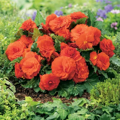Image de Bégonia Non-Stop Niska Orange 1 pièce bégonias plants plant bulbe