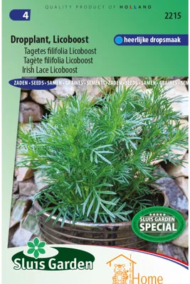 Immagine prodotto di Licoboost Licoboost Tagetes Filifolia Semi - piante aromatiche di liquirizia per tè, dessert e miscele di spezie - di alta qualità e versatili