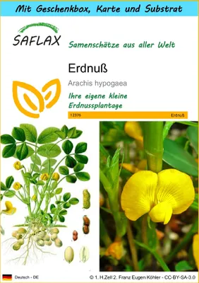 Produktbild von SAFLAX Geschenk Set - Erdnuß - Arachis hypogaea - 8 Samen - Mit Geschenkbox, Versandaufkleber, Geschenkkarte und Anzuchtsubstrat