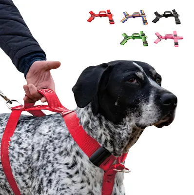 Productafbeelding van Antikookgordel voor grote honden, met handgreep