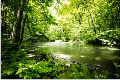 Produktbild von MuchoWow® Poster Wald - Baum - Wasser 90x60 cm - Schlafzimmer