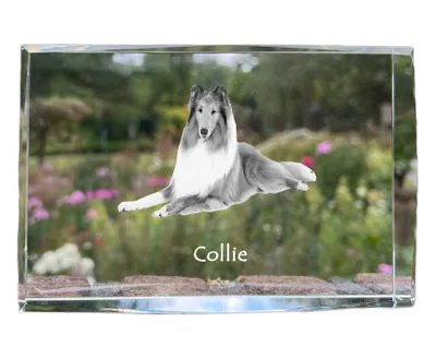 Produktbild von Art-Dog Bilderrahmen Langhaarcollie