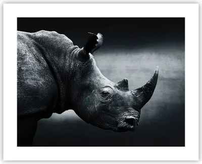 Produktbild von Poster - Poster ohne Rahmen - Nashorn Schwarzweiß Porträt - 50x40 cm - Wand Bild - Wanddeko - Wandbilder - Kunstposter - Wandposter - Bilder - Kunstdruck - Wanddekoration - Wandbild - P2XAA50x40-4347