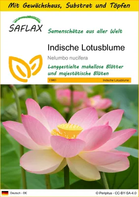 Produktbild von SAFLAX Anzucht Set - Indische Lotusblume - Nelumbo nucifera   - 8 Samen - Mit Mini-Gewächshaus, Anzuchtsubstrat und 2 Töpfen