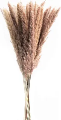 Produktbild von 30 Stück Pampasgras Getrocknet Deko, Pampasgras Deko, Getrocknete Blumen 60cm, für Inneneinrichtungen Fotografie Hochzeit(Braun)