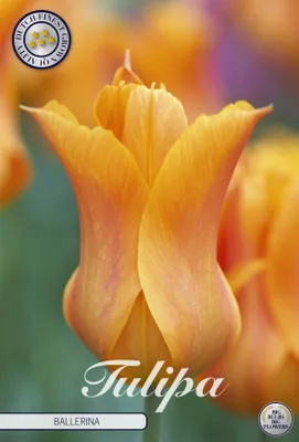 Produktbild von Tulpe Ballerina (7 Stück) | Tulpenzwiebeln von Sam van Schooten