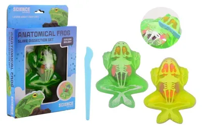 Image de Johntoy Science Explorer Bave anatomique de grenouille