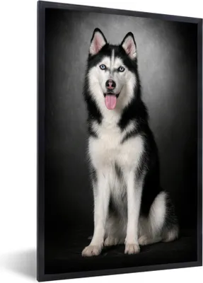 Produktbild von MuchoWow® Gerahmtes Poster Sibirischer Schlittenhund 60x90 cm - Poster mit Schwarzem Bilderrahmen Wandposter Rahmen Foto Bilder - Kunst