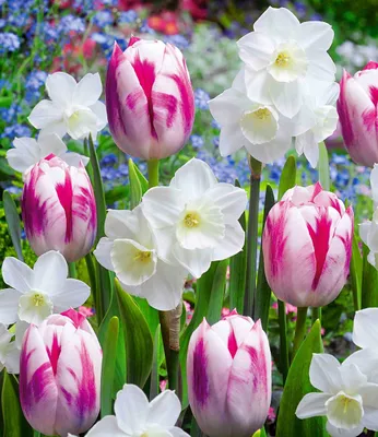 Produktbild von BALDUR Garten 15er Blumenzwiebel-Mix 'Butterfly Kisses', Zwiebeln, Zwiebelumfang 12-14 cm, elegante Zierde, mehrjährig, winterhart, pflegeleicht, toller Duft, Schnittblume, Blickfang