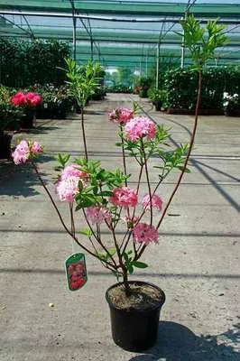 Obrázek produktu pro Azalka Knaphill - Růže - Japonská azalka 40- 50 cm - Kontejner