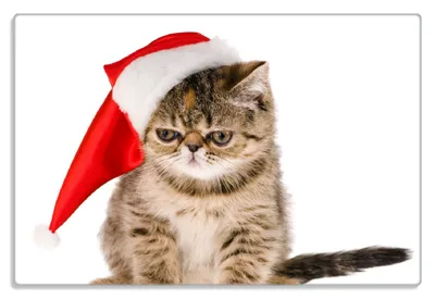 Produktbild von Wallario Frühstücksbrettchen aus Glas 20 x 30 cm mit rutschfesten Füßen, Motiv Ich hasse Weihnachten - mürrische Katze mit Weihnachtsmütze