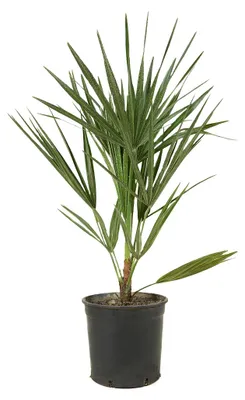 Produktbild von Chamaerops Humilis, Zwergpalme, Palme, 50-60 cm, Topf 15 cm