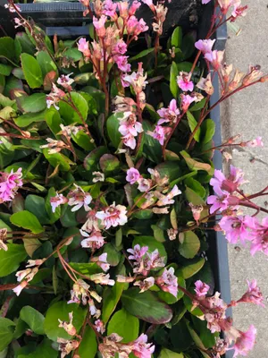 Produktbild von 6 x Bergenia 'Bressingham Ruby' - Schusterpflanze im Topf 9x9 cm