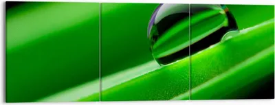 Produktbild von Bild auf Leinwand - Leinwandbild - Pflanze Tropfen Wasser Blase - 150x50cm - Wand Bild - Wanddeko - Leinwanddruck - Bilder - Kunstdruck - Wanddekoration - Leinwand bilder - Wandkunst - CA150x50-2352