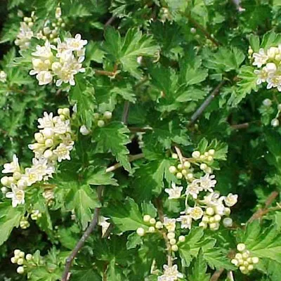 Produktbild von 6 x Kranzspiere  - Stephanandra incisa 'Crispa'  | Topf 9cm x 9cm