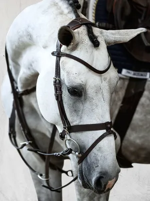 Image de Ps Of Sweden London Snaffle Brown Full Brown Full