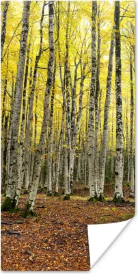Produktbild von MuchoWow® Poster Wald - Bäume - Gelb 20x40 cm - Plakat - Foto