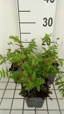 Zdjęcie produktu dla 6 x Thelypteris palustris ( dryopteris pal.) - paproć bagienna - doniczka 9 x 9 cm