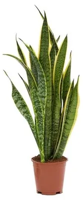 Produktbild von Sansevieria trifasciata Laurentii 60-70 cm Bogenhanf Zimmerpflanze