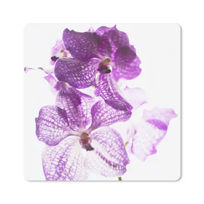 Produktbild von MuchoWow® Mauspad Mousepad Lila Orchideen 30x30 cm - Mousepads - Maus Mat - Pad - Mausunterlage - Gaming