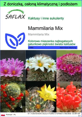 Zdjęcie produktu dla SAFLAX - Garden to go - Mammilaria Mix - 40 Nasiona - Z doniczką, pokrywą klimatyczną i podłożem do uprawy - Mammilaria Mix
