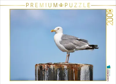 Produktbild von CALVENDO Puzzle Silbermöve | 2000 Teile Lege-Größe 90x67cm Foto-Puzzle für glückliche Stunden