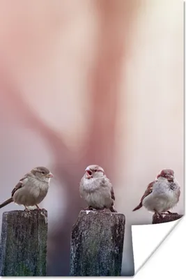 Produktbild von MuchoWow® Poster Vögel - Spatzen - Pfähle - Holz 20x30 cm - Papierdruck