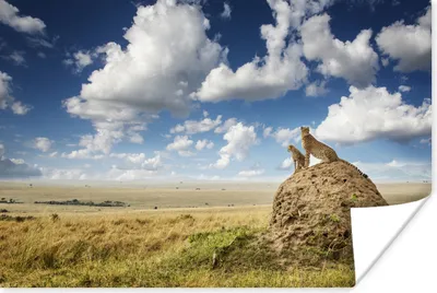 Produktbild von MuchoWow® Poster Geparden - Steine - Gras 90x60 cm - Schlafzimmer