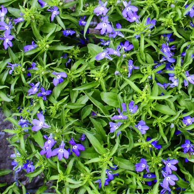 Produktbild von Männertreu hängend - blau - Lobelia richardii - 11cm - Set mit 3 Pflanzen