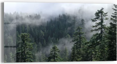 Produktbild von DEQORI Glasbild Echtglas 60x30 cm 'Tannenspitzen im Nebel' Wandbild Bild modern Deko