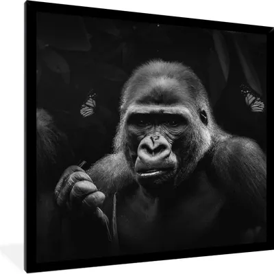 Produktbild von MuchoWow® Gerahmtes Poster Tiere - Affe - Gorilla - Schwarz - Weiß 40x40 cm - Poster mit Schwarzem Bilderrahmen Wandposter Rahmen Foto Bilder - Mit Rahmen - Wanddekoration Schlafzimmer