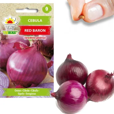 Obrázek produktu pro Red Baron Red Cilizon Seed For Salads 3G Červená cibule Červený baron Semena