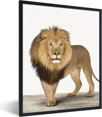 Produktbild von MuchoWow® Gerahmtes Poster Jungen - Löwe - Tiere - Kinder - Mädchen 60x80 cm - Poster mit Schwarzem Bilderrahmen Wandposter Rahmen Foto Bilder - Premium - Wanddeko Wohnzimmer