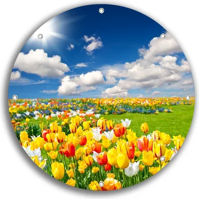 Produktbild von Wallario rundes Outdoor-Poster für Garten oder Balkon, Motiv Tulpenwiese unter blauem Himmel, 30 cm Durchmesser