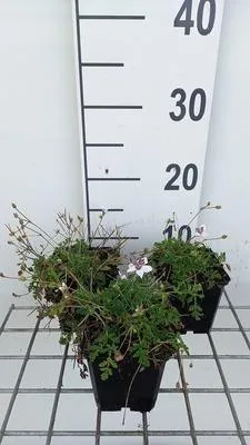 Produktbild von 6 x  Erodium guttatum - Storchschnabel - Topf 9 x 9 cm