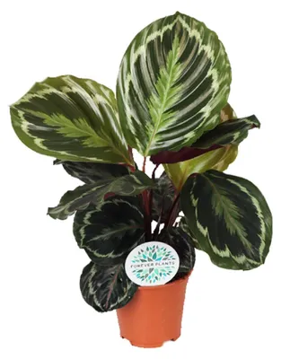 Image de Médaillon de calathéa - 35-45cm - Ø14cm - Plante d'intérieur - Vert persistant